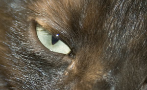 Extreme Close up of a cat's eye